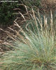 festuca_coxii_small_03