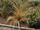 festuca_novae-zelandiae_04