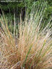 festuca_novae-zelandiae_small_03