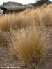 festuca_novae-zelandiae_tussock_grass