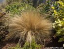 festuca_ovina