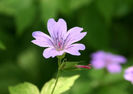 geranium endressii