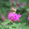 geranium macrorrhizum balkanum