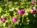 geranium macrorrhizum