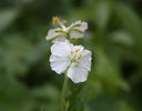 geranium phaeum album
