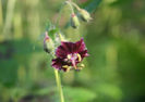 geranium phaeum samobor