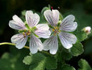 geranium renardii