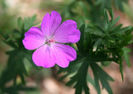 geranium sylvatica