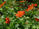 geum coccineum sorte
