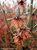 hamamelis x intermedia jelena