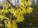 hamamelis x intermedia pallida