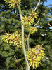 hamamelis x intermedia westerstede