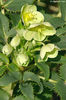 helleborus argutifolius
