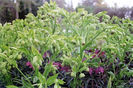 helleborus foetidus