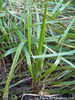 hierochloe_redolens_small_01