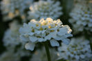 iberis sempervirens