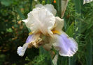 iris germanicagrobmutters sommerkleid