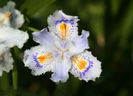 iris japonica