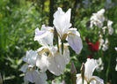 iris sibirica