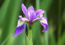 iris versicolor