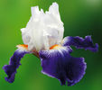 IRIS_BAL_MASQUE_B