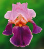 IRIS_WINE_AND_ROSES_B