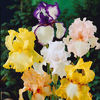 Iris-en-melange-B