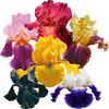iris-germanica-3750-B