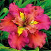 Iris-Louisiane-jack-attack-B