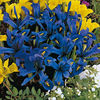 Iris-nains-harmony-B