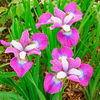 iris-siberica-Roanoke