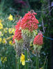 kniphofia uvaria