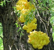 laetiporus sulphureus