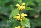 lamiastrum galeobdolon