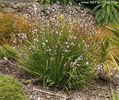 libertia_grandiflora_small_01