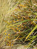 libertia_grandiflora_small_05
