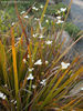 libertia_ixioides_small_01