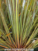 libertia_ixioides_small_08