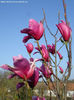 magnolia x soulangeana dorspurpurea