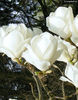 magnolia x soulangeana lennei alba