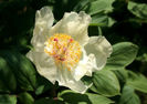 paeonia mlokosewitschii