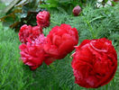 paeonia tenuifolia plena