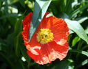 papaver nudicaul