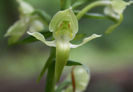platanthera chlorantha