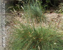 poa_chathamica_small_01