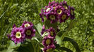 primula auricula