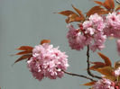 prunus serrulata kanzan