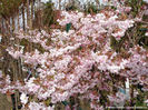 prunus subhirtella autumnalis