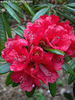 rhododendron_arboreum_ssp_delavayi_small_01