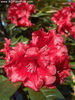 rhododendron_little_glendoe_small_03
